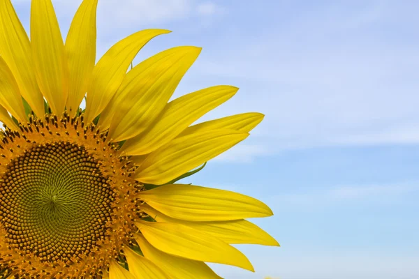 Sonnenblume Und Blauer Himmel — Stockfoto