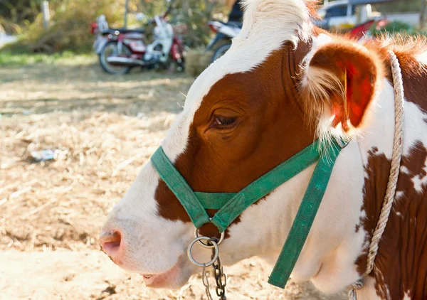Vache dans la ferme — Photo