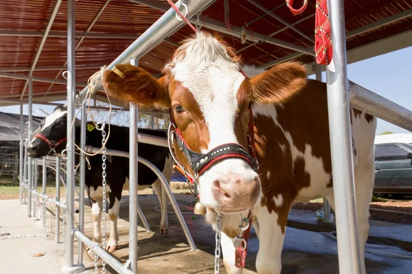 Корова Ферме — стоковое фото