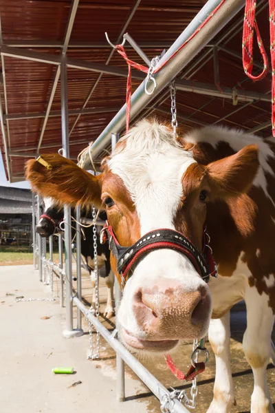 Ko i gård — Stockfoto