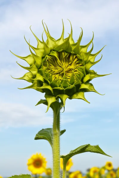 stock image Close up sunflower