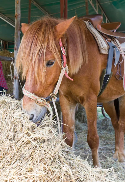 Pferd im Bauernhof — Stockfoto