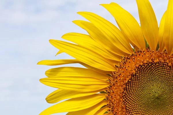 stock image Sunflower