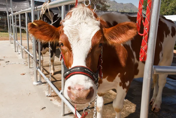 Cow in farm — Stock Photo, Image