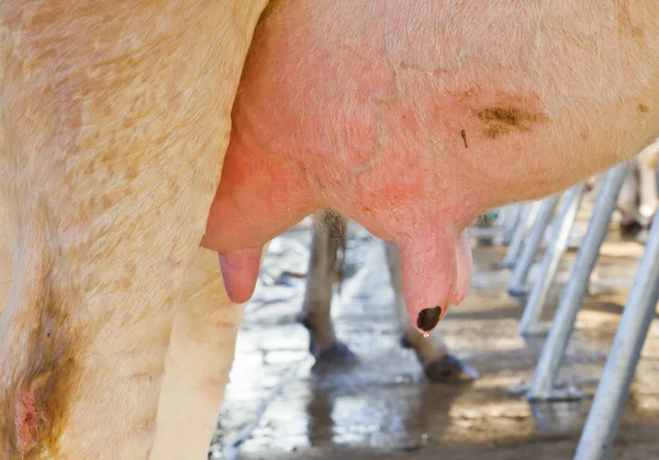 Euter Der Kuh Bei Nutztieren — Stockfoto