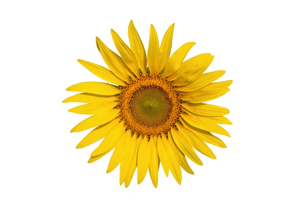 stock image Sunflower isolate