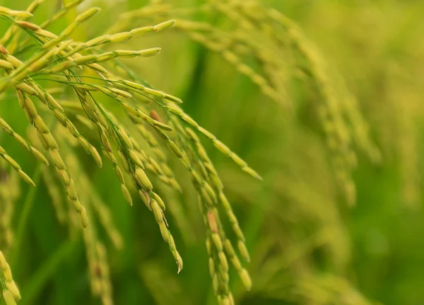 Рисовое Поле — стоковое фото