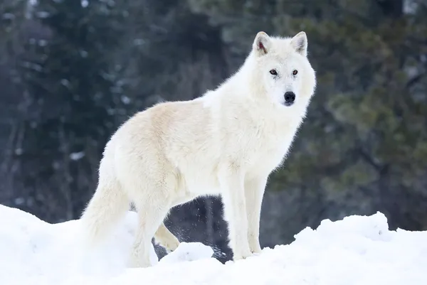 Gray or Arctic Wolf — Stock Photo © visceral #4945472