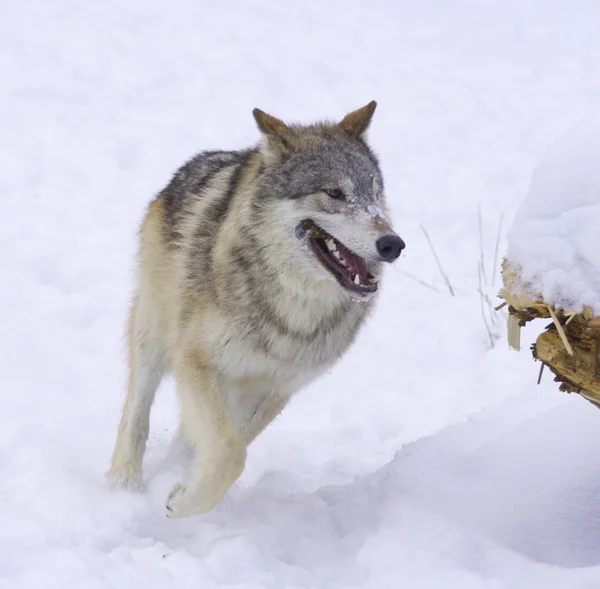Two wolves in cold winter forest — Stock Photo © kjekol #96809982