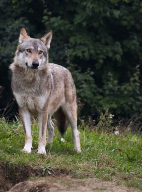 The wolf (Canis lupus) is the largest species among the representatives of the genus Canis, body size varies widely. clipart