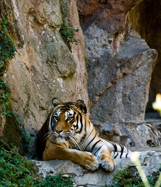 Tiger Sly — Fotografie, imagine de stoc