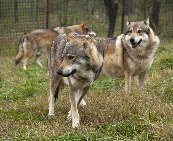 Волк из Сербии — стоковое фото