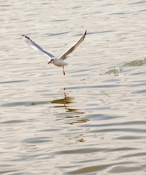 stock image Seagull at sunset