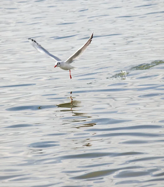 Seagull Fly Sea — Stock Photo, Image