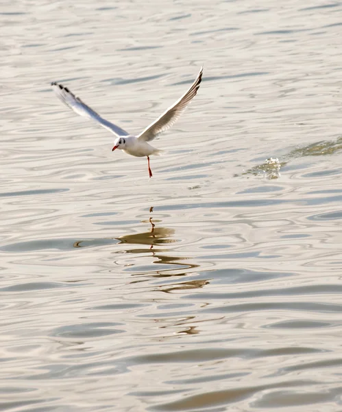 Gabbiano volare sul mare — Foto Stock