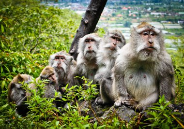 A monkey family standing on a tree clipart