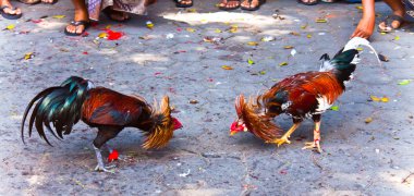 A traditional roosters fight in Bali clipart