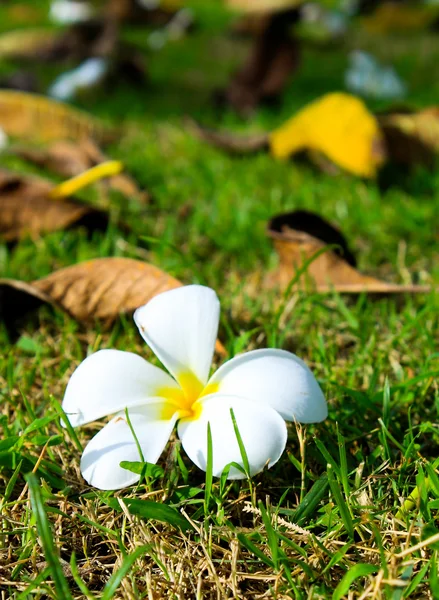 Stock image A frangipani flower on lawn