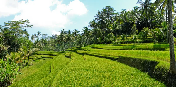 Rýžové Terasy Pohled Centru Bali — Stock fotografie