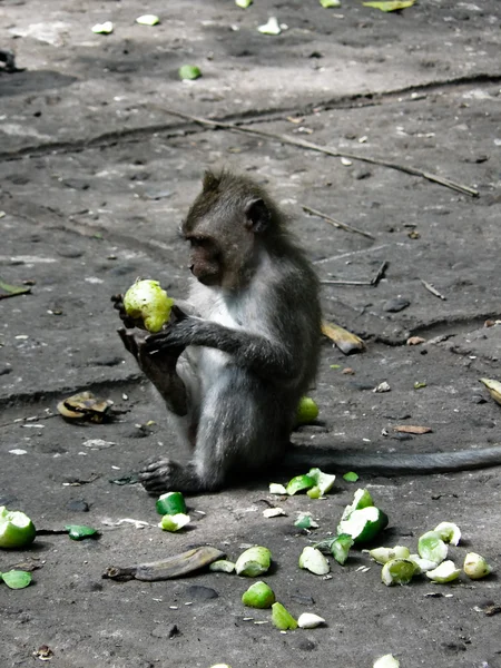 원숭이 점심 — 스톡 사진