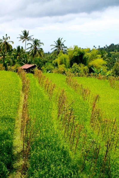Рисові Поля Культури Центрі Балі — стокове фото
