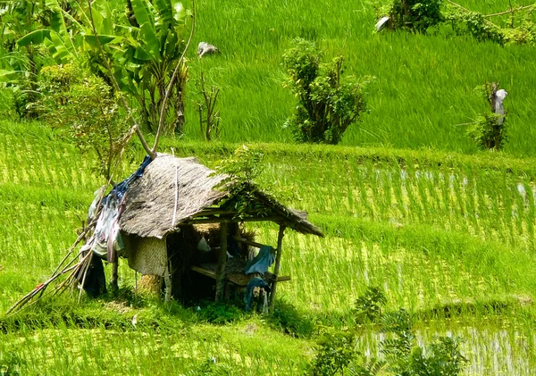 Ricefield house — Stock Photo, Image