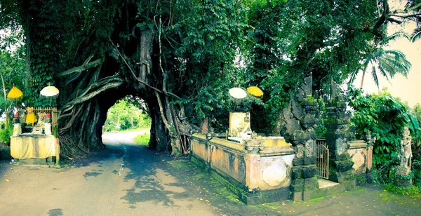 stock image A natural tunnel inside an old tree in Bali