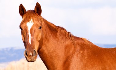 A brown horse facing the camera clipart