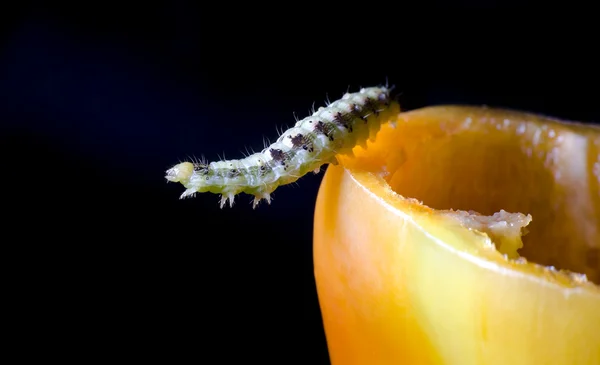 Caterpillar และผัก — ภาพถ่ายสต็อก