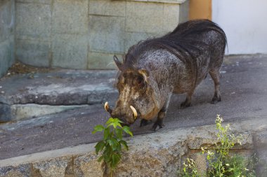 Wart hog in zoo clipart