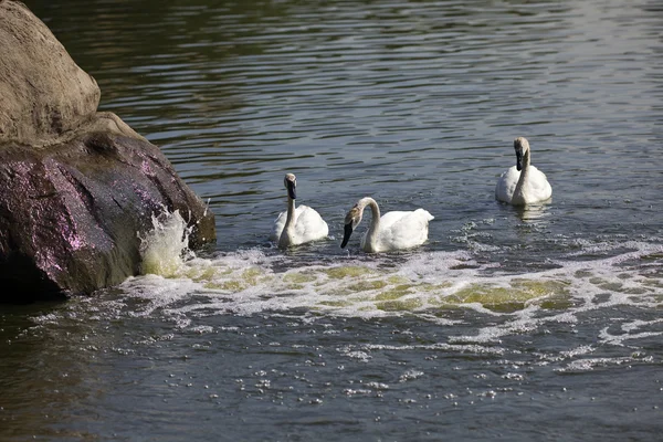 Лебедь Озере Возле Камня Вид Зоопарк — стоковое фото