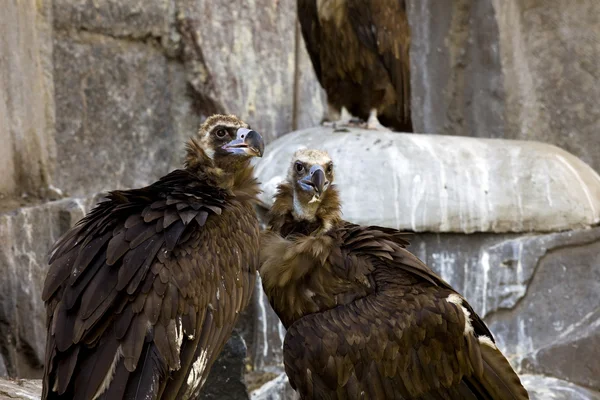 stock image Black vulture close up eagle rock background