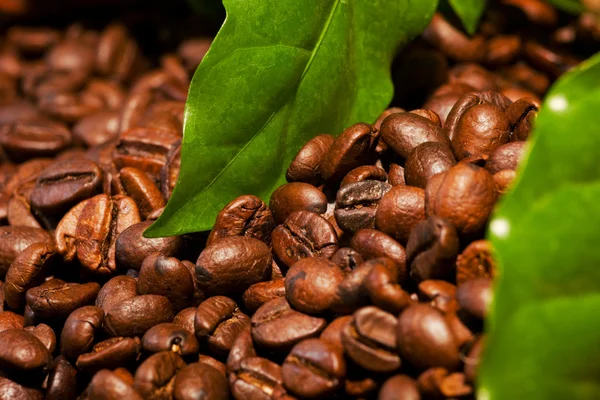 stock image Coffee bean and green leaves