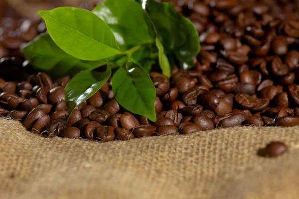 Coffee Bean Green Leaves — Stock Photo, Image