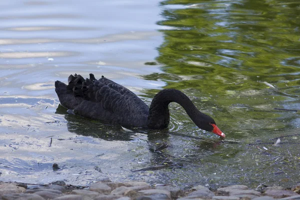 Black Swan Swim Dirty Water — Stock Photo, Image