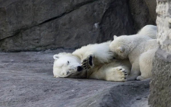 Bärenjunges Spielt Zoo Mit Felsen Hintergrund Stockfoto