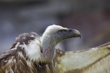 Griffin akbaba açık kanadı