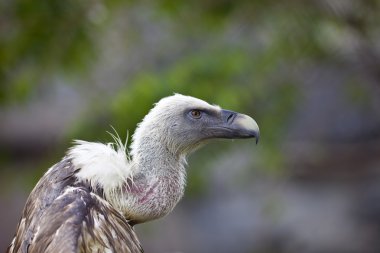 Griffin akbaba açık kanat ile yakın çekim