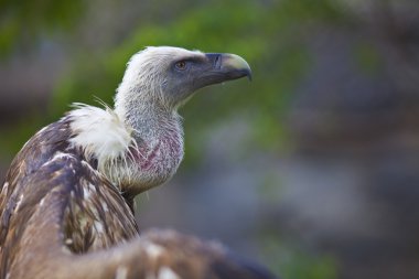 Griffin akbaba açık kanadı