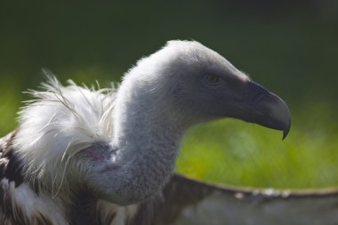 Griffin akbaba açık kanadı