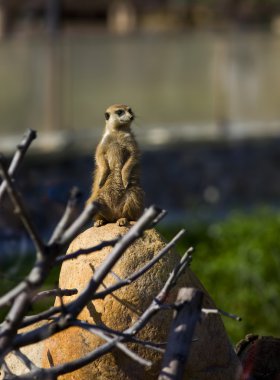 meerkat - suricate taş üzerinde oturup günbatımı üzerinde