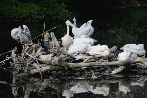 Pelican nest on lake — Stock Photo, Image