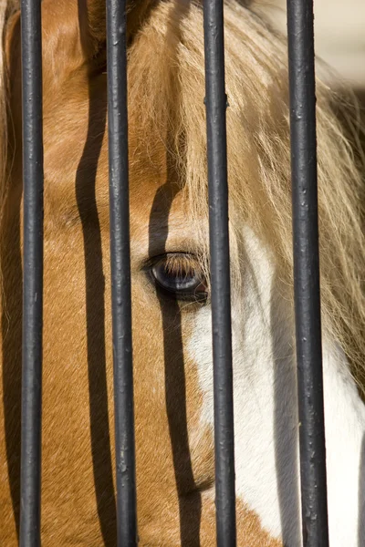 Horse in captivity — Stock Photo, Image
