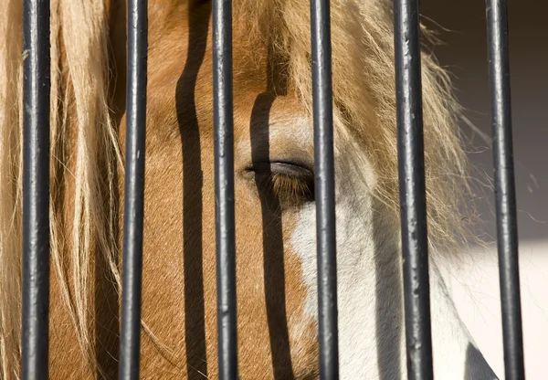 Sad Horse Captivity — Stock Photo, Image