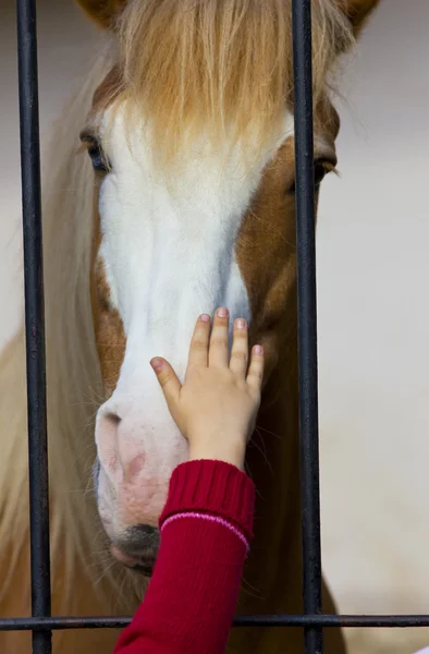 stock image Child hand stroke horse in captivity