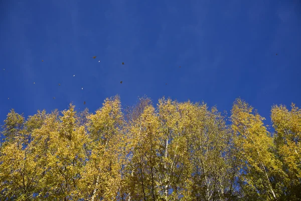 gele bomen en blauwe hemel