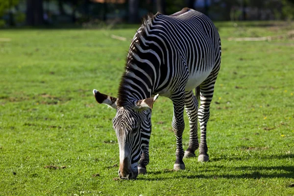 Zebra alimenta-se de grama — Fotografia de Stock