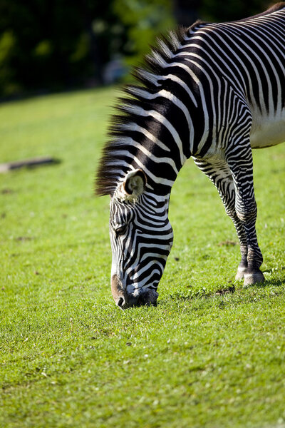 Zebra feed on grass in zoo park