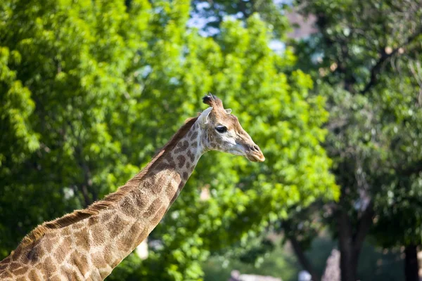 Girafa Fundo Verde Parque Zoológico — Fotografia de Stock