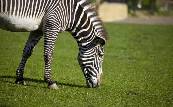 Zebrastreifen Auf Gras Zoopark — Stockfoto